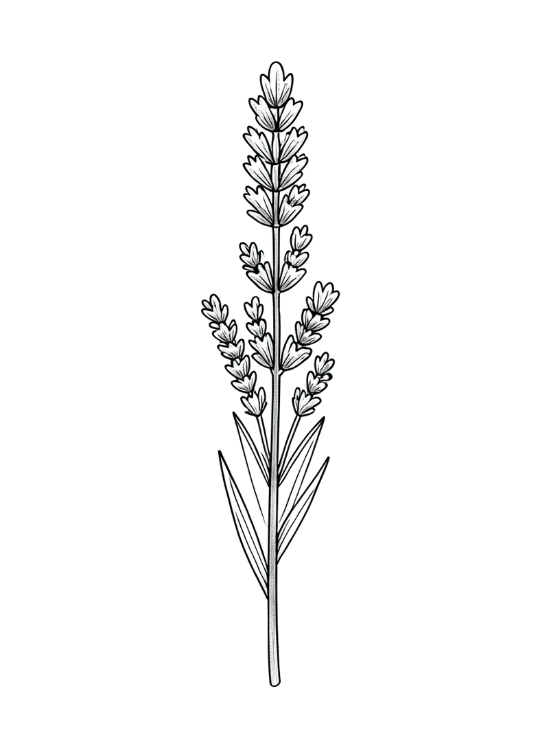 One small sprig of lavender, delicate thin black lines, no shading, plenty of empty space.