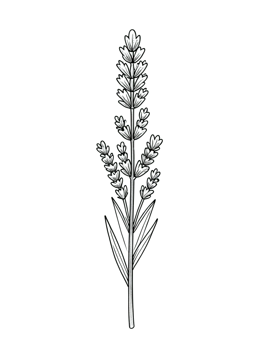 One small sprig of lavender, delicate thin black lines, no shading, plenty of empty space.