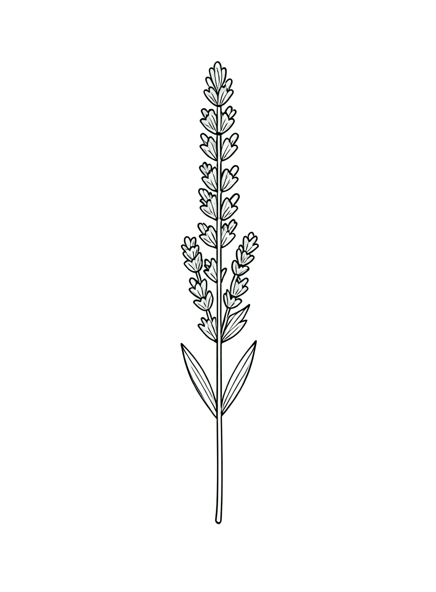 One small sprig of lavender, delicate thin black lines, no shading, plenty of empty space.
