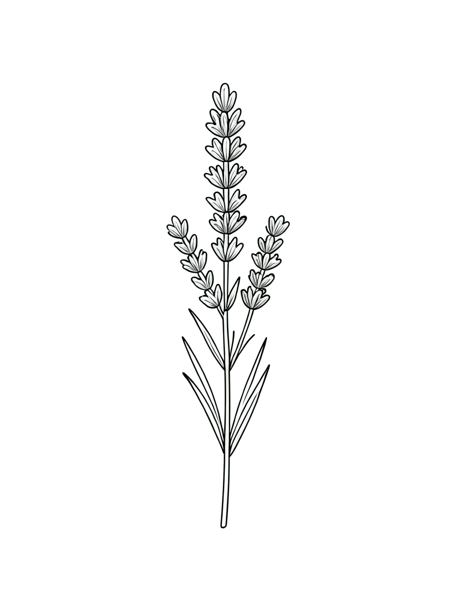 One small sprig of lavender, delicate thin black lines, no shading, plenty of empty space.